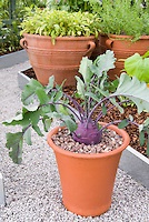 pot-vegetable-garden-75_20 Саксия зеленчукова градина