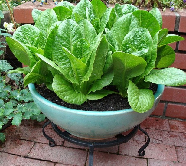 pot-vegetable-garden-75_3 Саксия зеленчукова градина