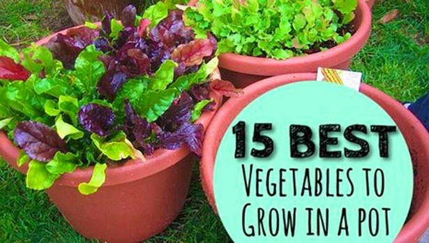 pots-for-growing-vegetables-27_11 Саксии за отглеждане на зеленчуци