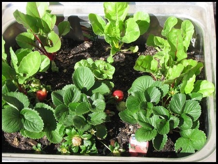 pots-for-growing-vegetables-27_3 Саксии за отглеждане на зеленчуци