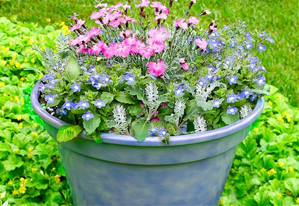 potted-flower-arrangement-ideas-36_16 Идеи за саксийни цветя