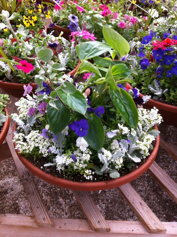 potted-flower-arrangement-ideas-36_8 Идеи за саксийни цветя