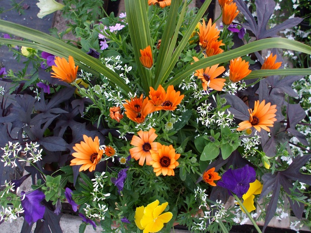 potted-flower-arrangements-51_17 Саксийни цветни аранжировки