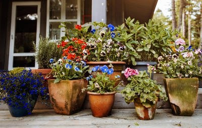 potted-flower-garden-73_11 Саксийна цветна градина