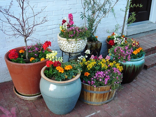 potted-flower-garden-73_15 Саксийна цветна градина