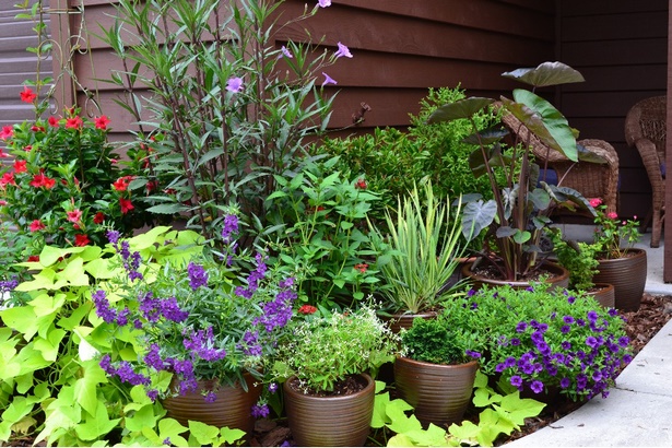 potted-garden-plants-01_2 Саксийни градински растения