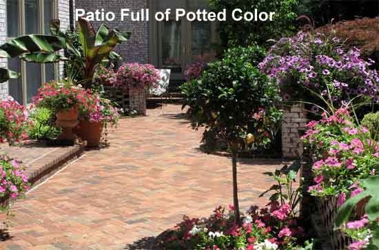 potted-patio-plants-57_18 Саксийни растения вътрешен двор