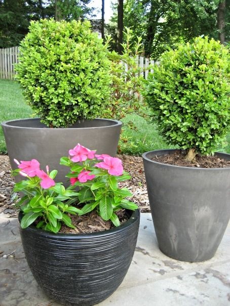 potted-patio-plants-57_2 Саксийни растения вътрешен двор