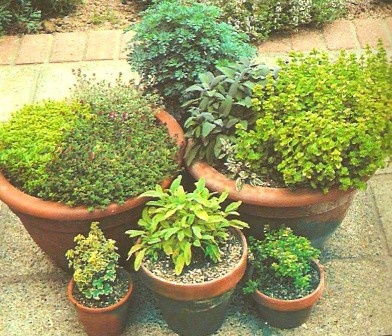 Саксийни растения градина