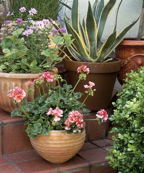 potted-plant-ideas-outdoors-50 Саксийни идеи за растения на открито