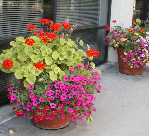 potted-plant-ideas-outdoors-50_11 Саксийни идеи за растения на открито