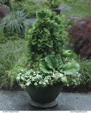 potting-plants-in-large-pots-16_4 Саксийни растения в големи саксии