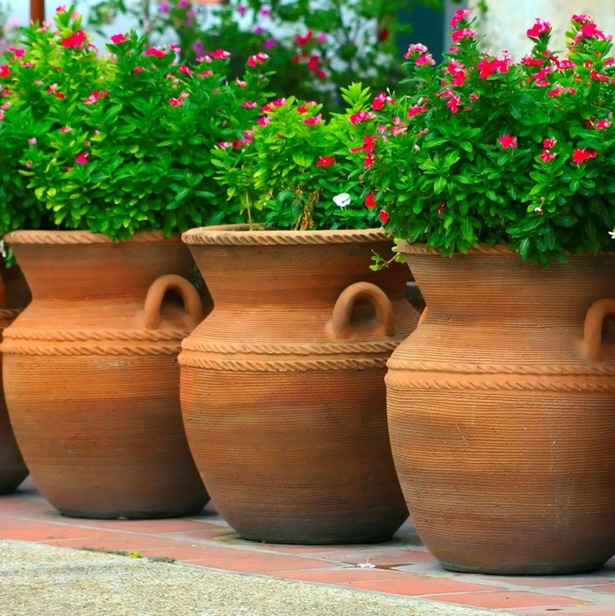 potting-plants-in-large-pots-16_7 Саксийни растения в големи саксии