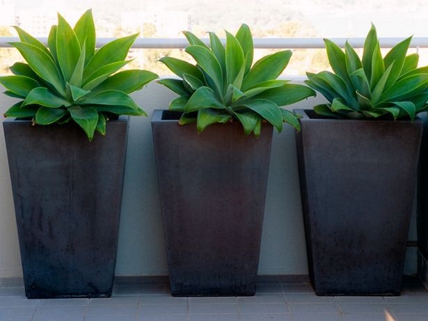 potting-plants-in-large-pots-16_8 Саксийни растения в големи саксии