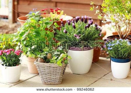 small-garden-pots-07_3 Малки градински саксии