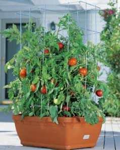 tomato-container-garden-19_10 Домат контейнер градина