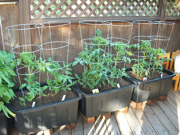 tomato-container-garden-19_14 Домат контейнер градина