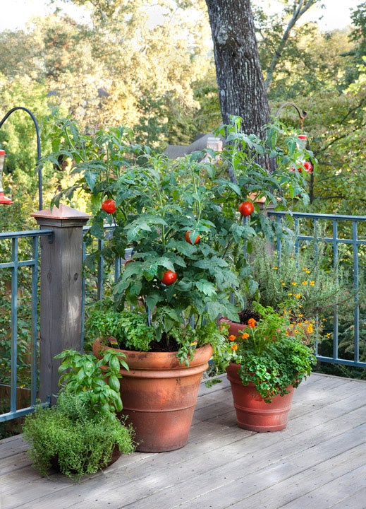 tomato-container-garden-19_15 Домат контейнер градина