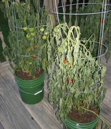 tomato-container-garden-19_16 Домат контейнер градина