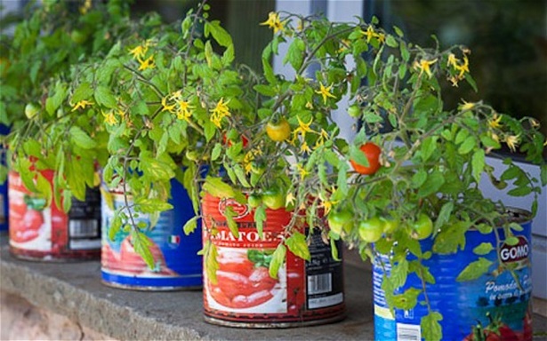 tomato-container-garden-19_17 Домат контейнер градина