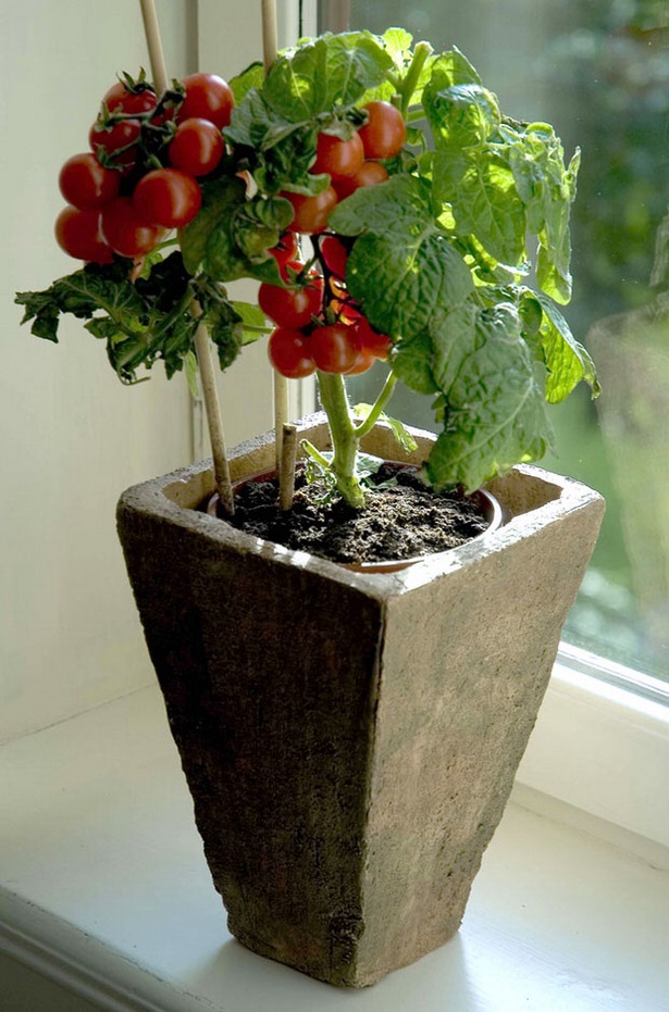 tomato-container-garden-19_18 Домат контейнер градина