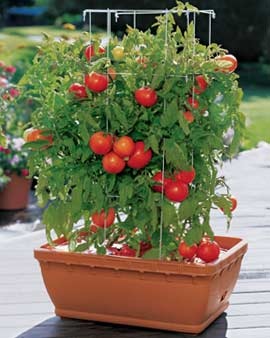 tomato-container-garden-19_2 Домат контейнер градина