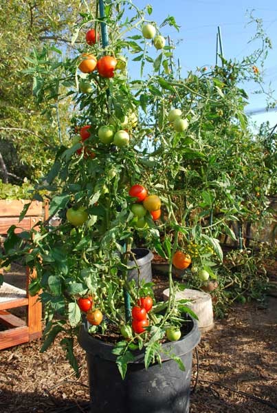 tomato-container-garden-19_3 Домат контейнер градина