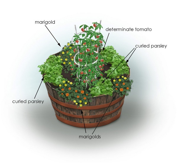 tomato-container-garden-19_4 Домат контейнер градина