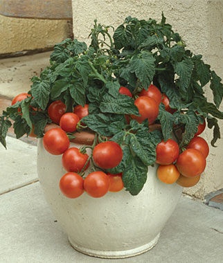 tomato-container-garden-19_7 Домат контейнер градина