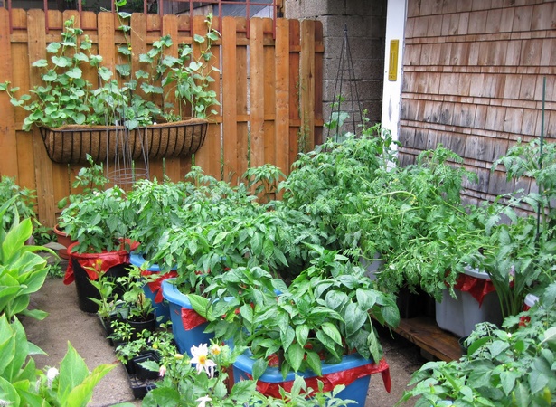 vegetable-garden-in-pots-ideas-65_12 Зеленчукова градина в саксии идеи