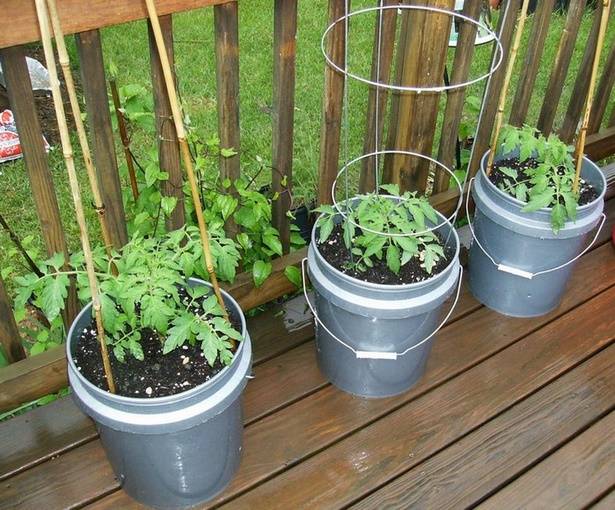 vegetable-garden-in-pots-ideas-65_14 Зеленчукова градина в саксии идеи