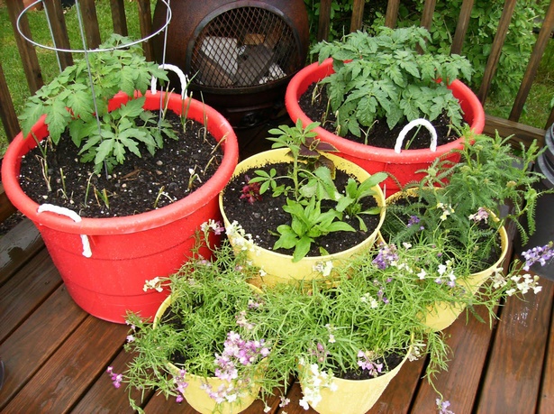 vegetable-garden-in-pots-ideas-65_15 Зеленчукова градина в саксии идеи
