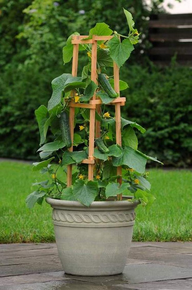 vegetable-garden-in-pots-ideas-65_19 Зеленчукова градина в саксии идеи