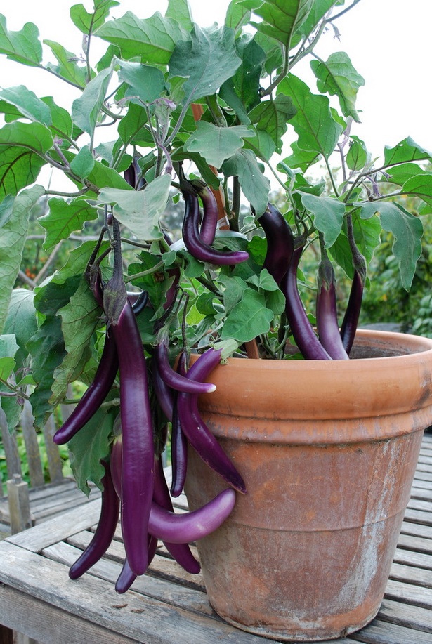 vegetable-garden-in-pots-ideas-65_6 Зеленчукова градина в саксии идеи