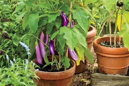 vegetable-garden-in-pots-ideas-65_9 Зеленчукова градина в саксии идеи