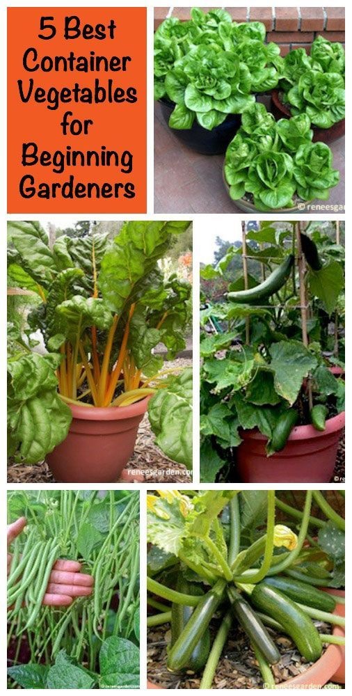 veggie-container-gardening-ideas-85_17 Вегетариански контейнер градинарство идеи