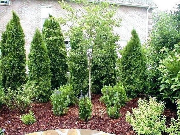 backyard-privacy-landscaping-12_4 Озеленяване на задния двор