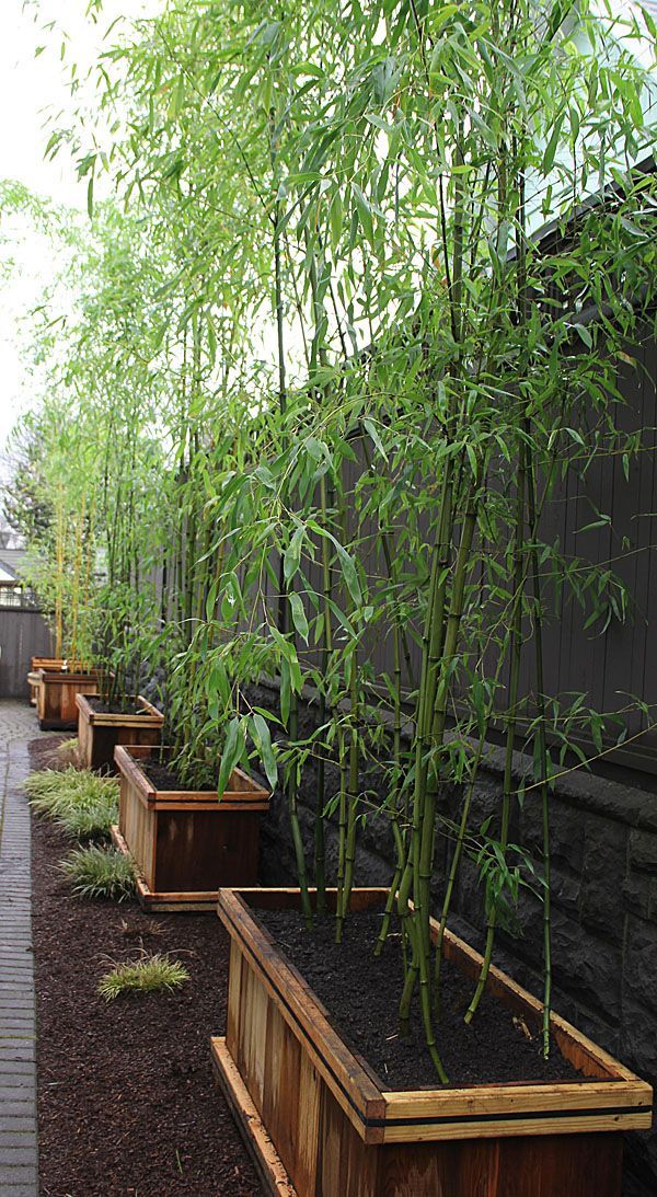 bamboo-garden-privacy-screens-87_9 Бамбук градина поверителност екрани
