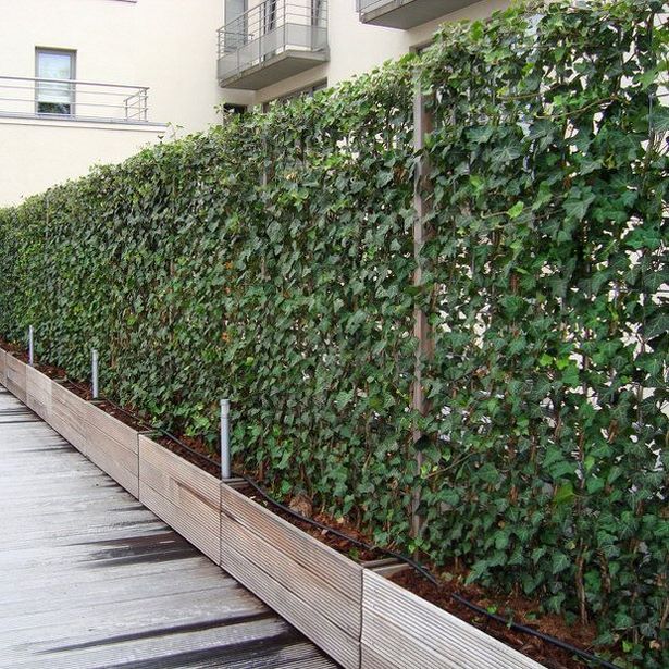 create-a-privacy-fence-with-plants-75 Създайте ограда за поверителност с растения