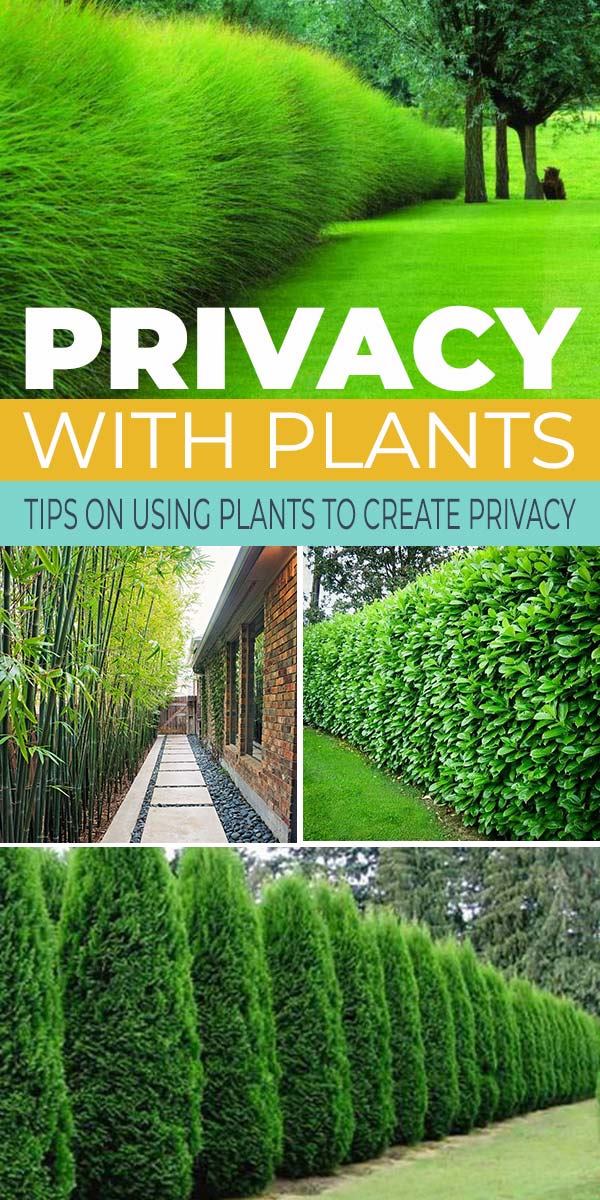 create-a-privacy-fence-with-plants-75_2 Създайте ограда за поверителност с растения
