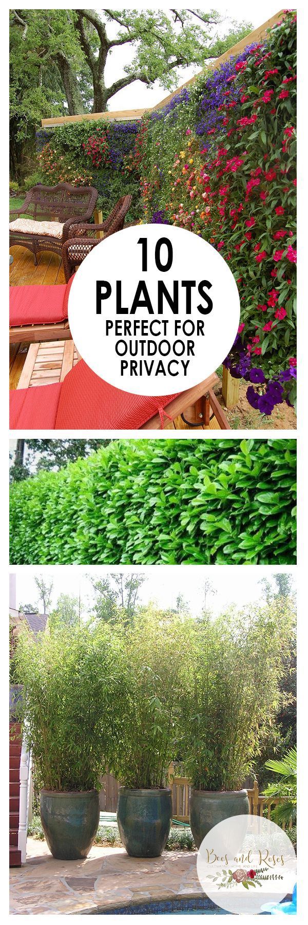 create-a-privacy-fence-with-plants-75_8 Създайте ограда за поверителност с растения