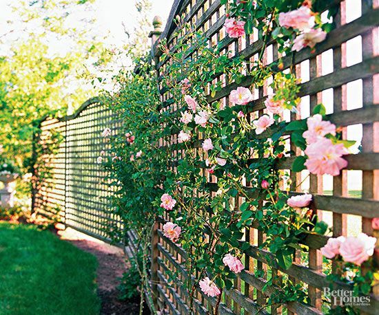 create-a-privacy-fence-with-plants-75_9 Създайте ограда за поверителност с растения