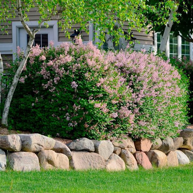 front-yard-rock-garden-landscaping-ideas-11_15 Преден двор алпинеум идеи за озеленяване