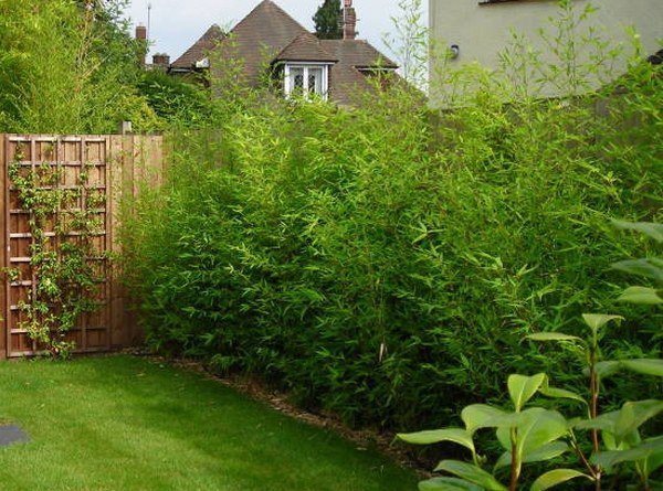 garden-design-ideas-for-privacy-14_4 Идеи за градински дизайн за поверителност