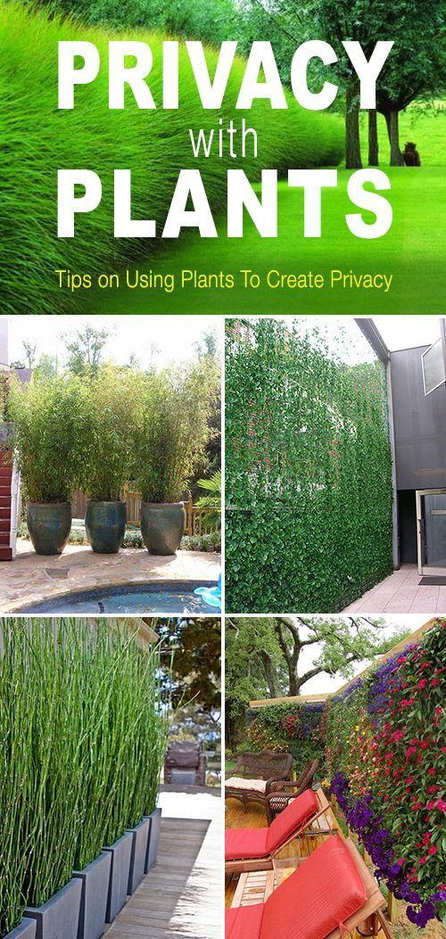 ideas-for-privacy-in-the-garden-27_6 Идеи за поверителност в градината