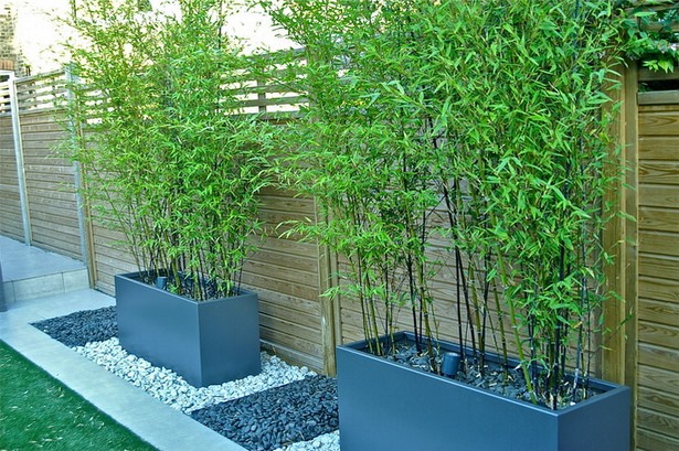 plant-screen-for-backyard-privacy-17 Засадете екран за задния двор поверителност