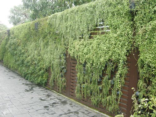 plant-walls-09_2 Растителни стени