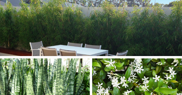 plants-for-porch-privacy-63 Растения за веранда поверителност