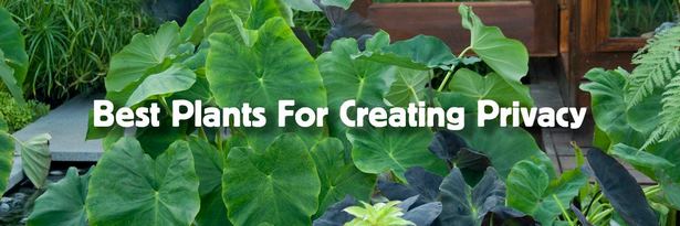 plants-for-porch-privacy-63_13 Растения за веранда поверителност