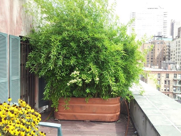 plants-for-porch-privacy-63_17 Растения за веранда поверителност